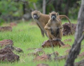 Chimpanzee of the Moyen Bafing National Park